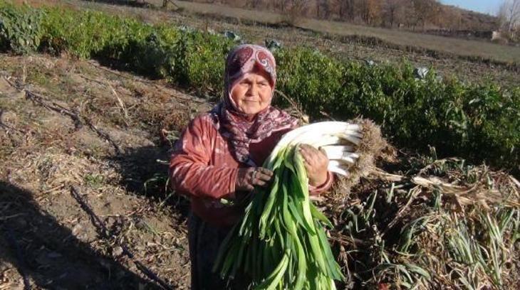 Ata tohumlarıyla pırasa yetiştiriyorlar