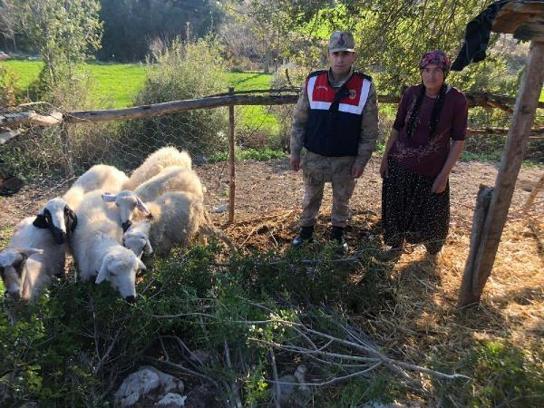 Çalınan küçükbaş hayvanlar, bulunarak sahibine teslim edildi