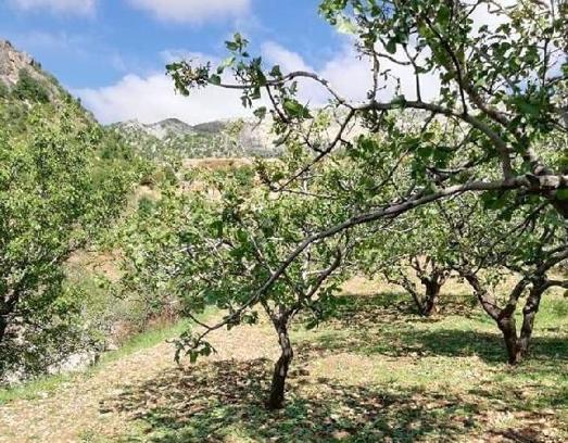 Dolu yağışı arazilere zarar verdi