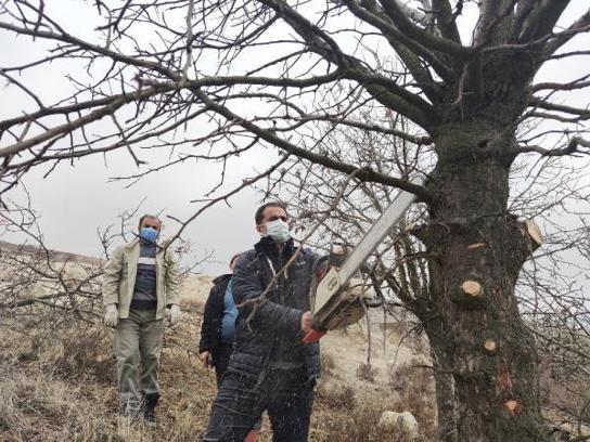 Tunceli'de, menengiç ağaçlarında Antep fıstığı yetişecek