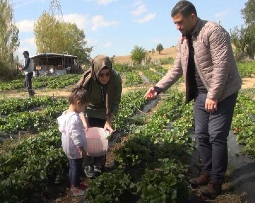 Kelkit'te sonbaharda çilek hasadı