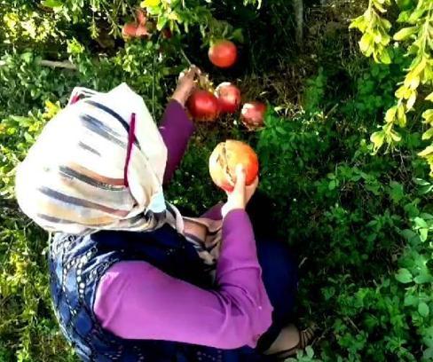 Hani'de kadın girişimciler, nar hasadı yaptı