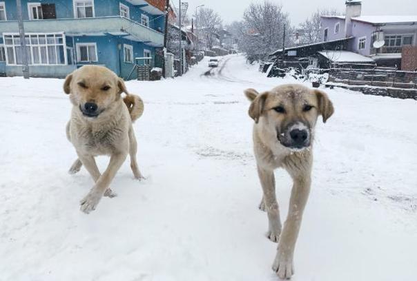 Posof'ta kar yağışı eğitimi ve ulaşımı engelledi