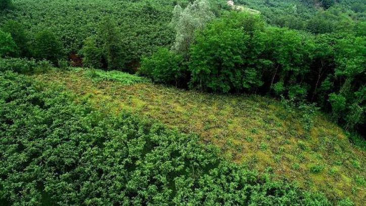 Ordu’da 240 fındık ağacı kimliği belirsiz kişi veya kişilerce kesildi