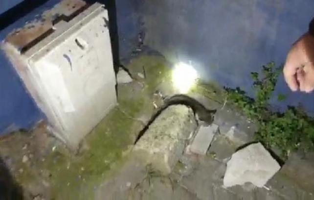 Duvar ile doğalgaz kutusu arasında sıkışan yavru kedi kurtarıldı
