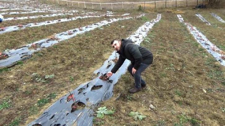 Karabük’te aronya üretimi başladı