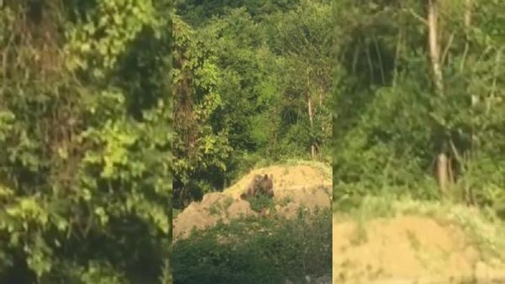 Sinop’ta ormanlık alandaki ayı yiyecek ararken görüntülendi