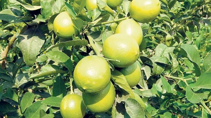 Limonda fiyat makası eylülde 4.4 kat oldu