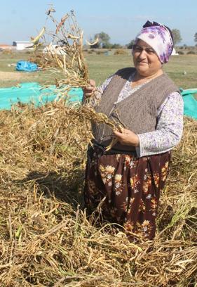 Manyas’ta ‘Kazak fasulyesi’ hasadı başladı