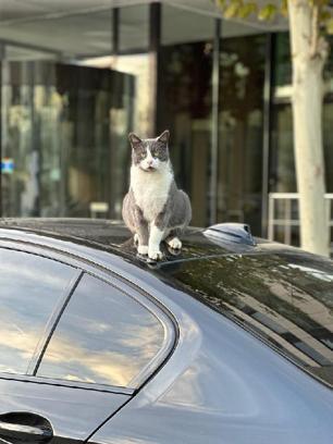Araçların motor bölümüne giren kedilere dikkat