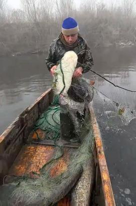 Meriç Nehri’nde dev yayın balıkları ağlara takıldı