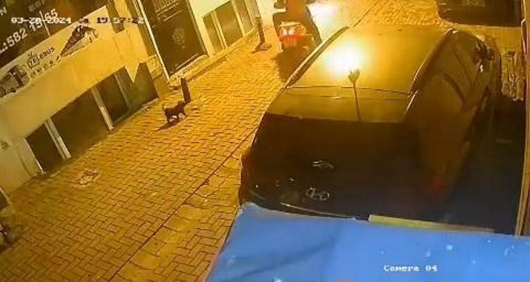 Zeytinburnu'nda motosiklet sürücüsü sahipli yavru köpeği sokaktan alıp kaçtı