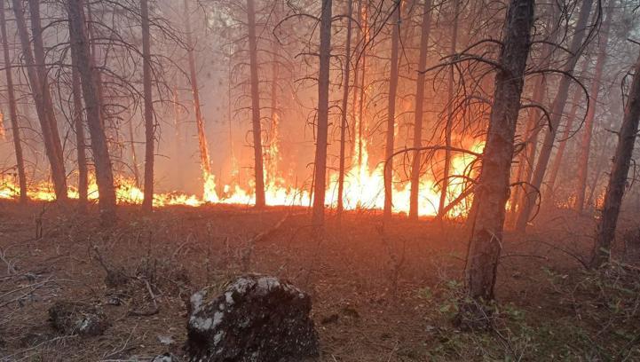 Kütahya’da orman yangını, erken müdahaleyle söndürüldü