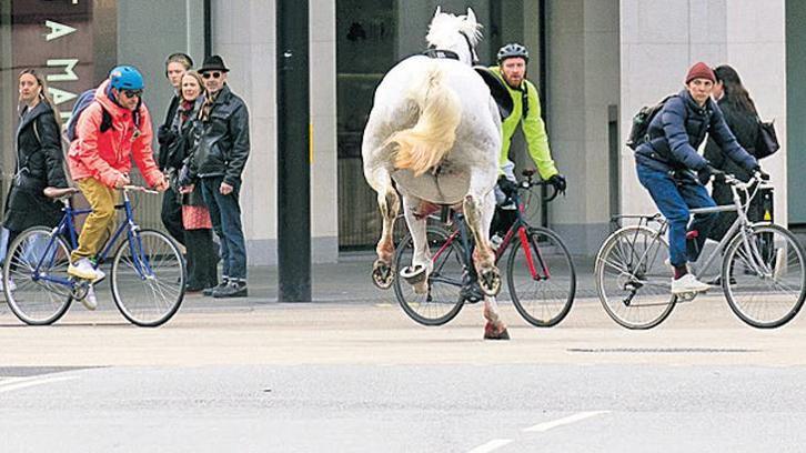 İki ingiliz atı firar etti... Londra sokaklarını birbirine kattılar