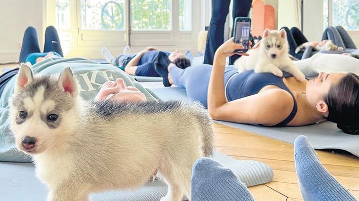 Yavru köpekle yoga yasağı