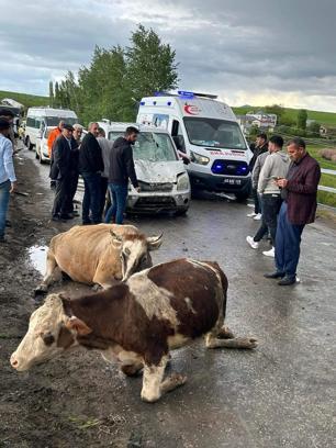 Muş'ta hafif ticari aracın çarptığı 3 inek öldü, sürücü yaralandı