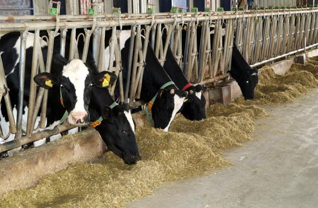 Müzikle ineklerde süt verimini artırma projesi