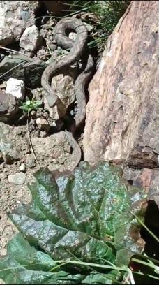 Van'da, Türkiye'nin en zehirli yılanı görüntülendi