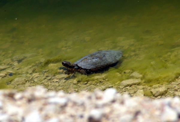 Van'da sahil yolundaki kaplumbağalar için harekete geçildi