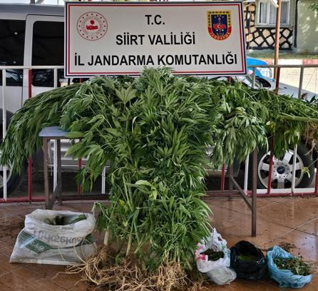 Siirt’te 197 kök kenevir ele geçirildi; 2 gözaltı