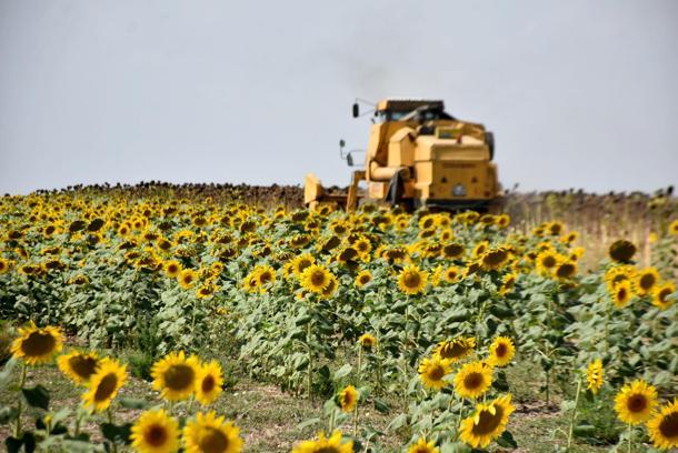 Yağlık ayçiçeği üretiminde birinci sıradaki Edirne'de, 140 dekara çerezlik ayçiçeği ekildi