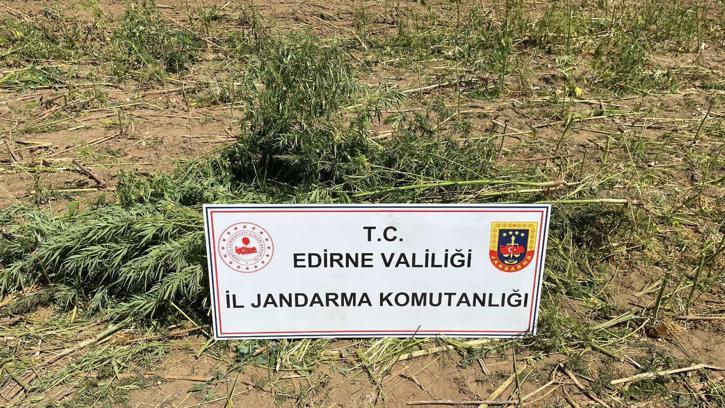 Edirne’de 5 bin 600 kök Hint keneviri ele geçirildi