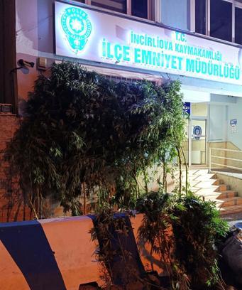 Aydın'da 5 kilogram kurutulmuş, 35 kök de ekili halde hintkeneviri ele geçirildi