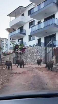 Kaş'ta yaban domuzları kent merkezine inip, yiyecek aradı; o anlar kamerada