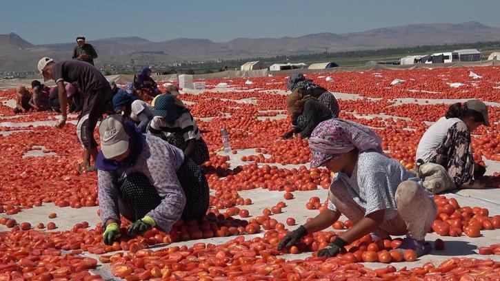 Erciyes'in eteklerinde kurutulan domatesler 10 ülkeye ihraç ediliyor