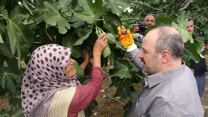 İncir hasadına katılan Varank: Destekler kalktı yalanlarına inanmayın