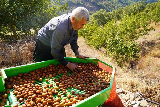 Osmaniye’de ceviz hasadı başladı