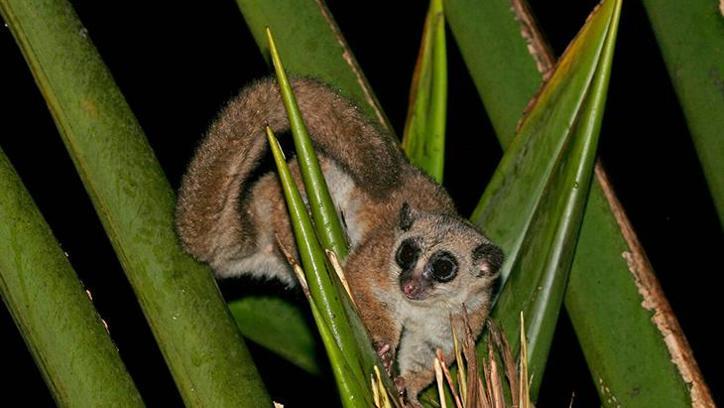 Dünyanın en küçük primatları: Cüce lemurlar