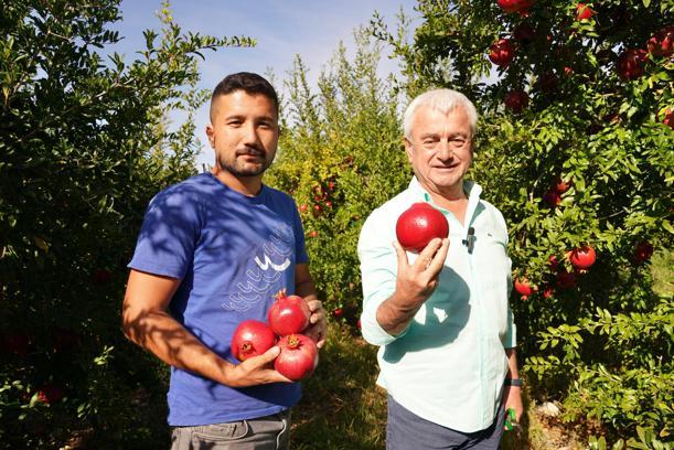 Finike'de nar hasadı sürüyor