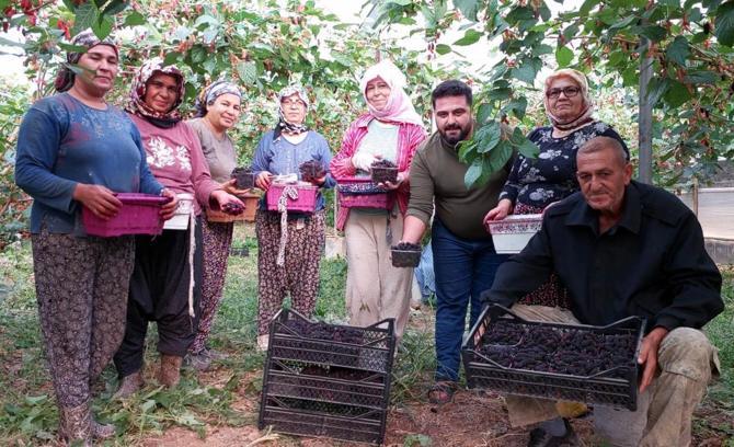 Silifke de örtü altı dut hasadı başladı: Kilosu 200 liradan alıcı buluyor