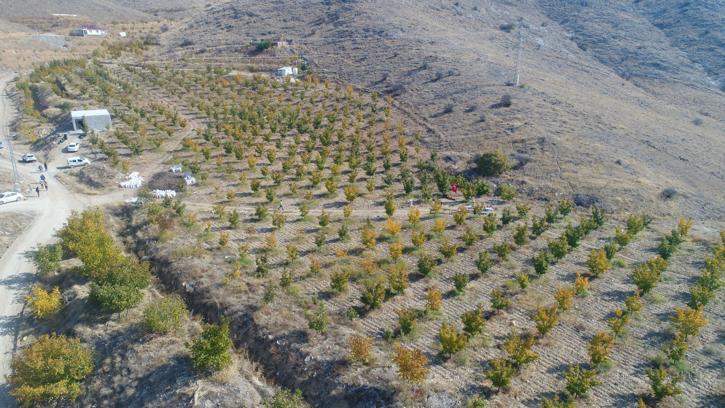 Elazığ'da Trabzon hurması hasadı