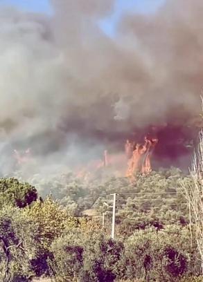 Muğla’da orman yangını