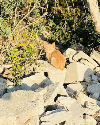 Boruya sıkışan yavru kedi kurtarıldı