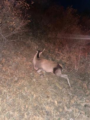 Beypazarı'nda yol kenarında bulunan yaralı geyik tedavi altına alındı