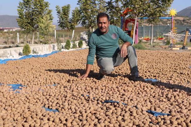 7 yıl önce başlayan çalışmayla Denizli'de hedef ceviz üretiminde zirve