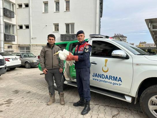 Kilis’te, yaralı balıkçıl kuş tedaviye alındı