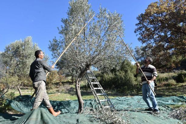 Asırlık zeytin ağaçlarında hasat