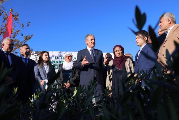 Mardin’de çiftçilere zeytin fidanı dağıtıldı