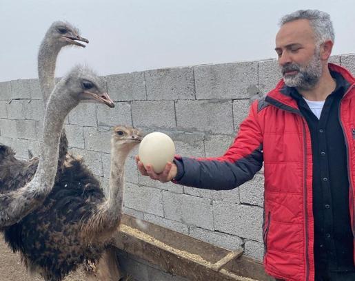 İstanbul'dan göç ettiği Kars'ta deve kuşu yetiştirmeye başladı