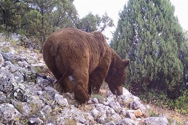 Keles'te yaban hayvanları fotokapanla görüntülendi