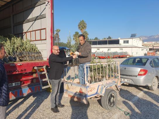 Üreticiye zeytin fidanı desteği