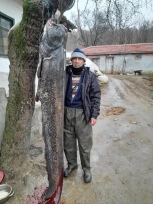 Meriç Nehri'nde 2.5 metre boyunda 'yayın balığı' yakaladı