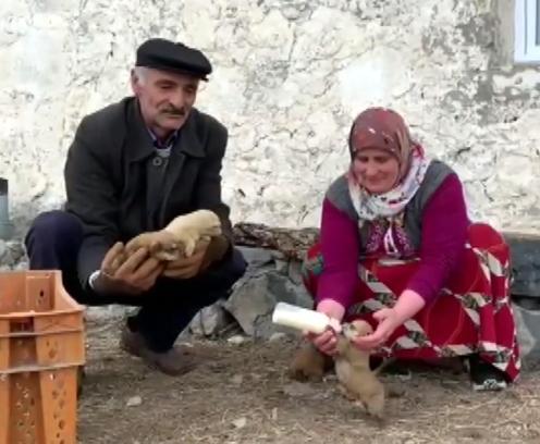 Kurt saldırısında anneleri ölen yavru köpekler