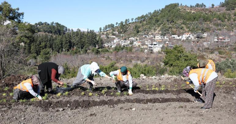 Safran ve salep fideleri Manavgat'ta toprakla buluştu