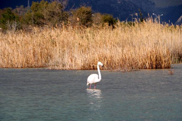 Kemer'de flamingo sürprizi