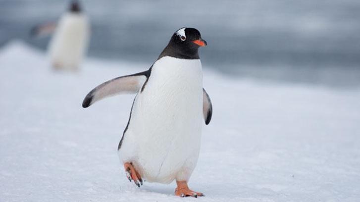 Penguenlerin dışkısı neden pembedir?